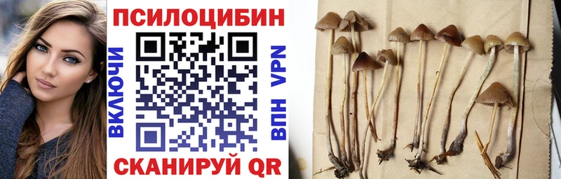 Галлюциногенные грибы Psilocybe МЕГА ссылка Шебекино где можно купить